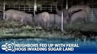 Residents in Sugar Land neighborhood fed up with feral hogs