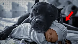 The POWERFUL Dog Refuses To Let BABY Sleep Alone, Parents Find Out Why And Call The POLICE!