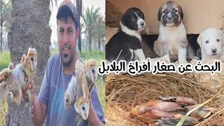 مغامرات البحث عن صغار الطيور ومختلف الحيوانات مشاهدة ممتعه