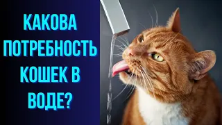 Какова потребность кошек в воде