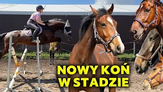 SKACZĘ NA MATADORZE! | Oklep na Quevedo | Nowy koń?