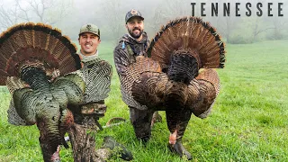 Tennessee GOBBLERS Up Close!! This Place Was LOADED!!