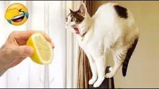 Funny Animal Videos of 2023😂 - Funniest Cats and Dogs🐱🤣 Part 13