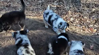 7 week old Mini Aussie puppies Luna x Quinn