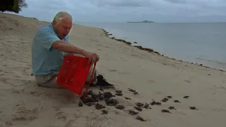 Malaysian Green Turtles | Attenborough 60 Years in the Wild | BBC Earth