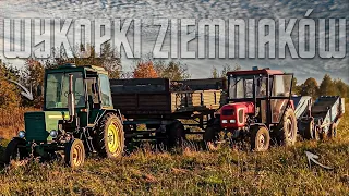 Wykopki Ziemniaków 2022🥔✓|Ursus c360&Bolko✓|Władek&Ursus c380 w Odwozie✓|🙂