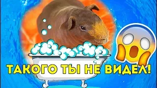 КУПАЮ ЛЫСУЮ МОРСКУЮ СВИНКУ? НУЖНО ПОМЫТЬСЯ! / SvinkiShow