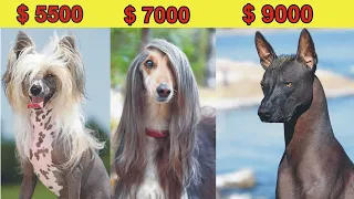 8 Most Expensive Dog Breeds in the World In Hindi/Urdu  | The Most Expensive Dog Breeds Ever | Pet