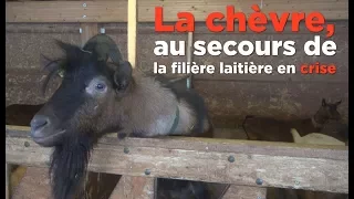 Le lait de chèvre, une alternative au lait de vache?