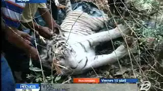 Tigre escapa y mata a su encargado