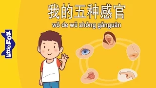 My Five Senses (我的五种感官) | Early Learning 2 | Chinese | By Little Fox