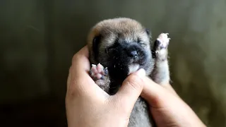 柴犬宝宝出生啦，没想到可爱漂亮的柴犬在小时候长这个样子  The baby Shiba Inu is finally born,Unexpectedly, they were so black