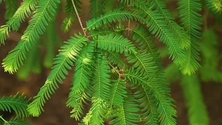 Metasequoia glyptostroboides -  Dawn Redwood