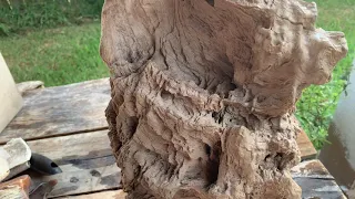 Petrified Oak Burl Wood Found In Montgomery County Texas