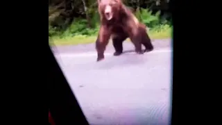 Bear with rabies #shorts #animals #attack #cocainebear