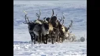 Фильм про жизнь в ямальской тундре. Часть 1