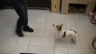 Mayla Jack Russell crazy and smart tricks