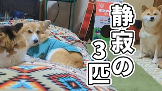 本当は静かな柴犬とコーギーと三毛猫