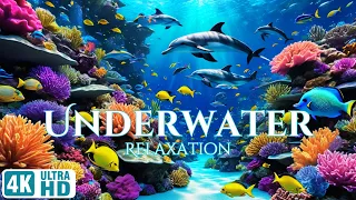 4K Underwater Scenery | Relaxation Video | Meditation | UHD