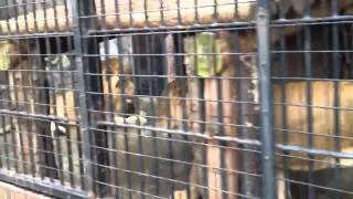 野毛山動物園のトラとライオン