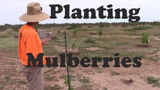 Planting Mulberries in Arizona