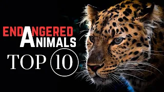 Top 10 Animals On The Brink Of Extinction