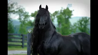 BREAKING: World Famous Friesian Stallion is the Star in Upcoming Movie