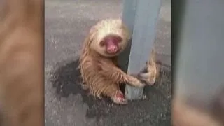 Scared sloth hangs on for dear life on side of road