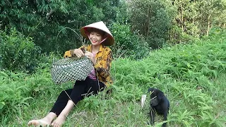 Weaving Bamboo Baskets To Harvest Tea Leaves, Take a Bath With Green Tea