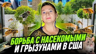 18+ НАСЕКОМЫЕ В США 🗽ЧЕМ ТРАВИТЬ ✔ГДЕ КУПИТЬ🐝 НАПАДЕНИЕ БЛОХ?