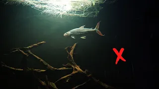 WHY solitary African tiger fish in monster tank...?