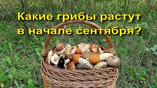 Какие грибы растут в начале сентября.