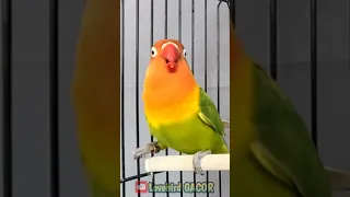 Lovebird Singing and Chirping Sounds, My Smart Parrot, Beautiful Birds #lovebird #birds #parrot