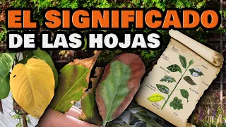Plantas ENFERMAS y Cómo CURARLAS 🍂 Hojas amarillas, se enrollan o se arrugan | Enfermedades y Plagas