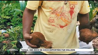 Les cocos, l’autre trésor de Tahaa