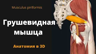 Грушевидная мышца. Musculus Piriformis. Анатомия. 3D- обзор.