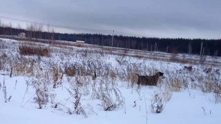 Дратхаар Идея   в поисках куропатки 1 января  2017