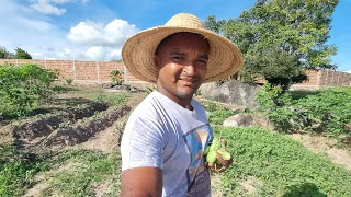 NO NORDESTE É ASSIM QUANDO A CHUVA CHEGA O NORDESTINO CORRE PRA PLANTAR SUA ROÇA NO SÍTIO