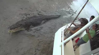 Close encounter with GIANT MONSTER crocodile