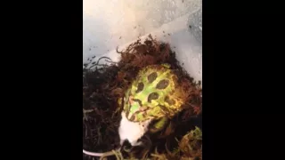 Giant pac man frog eats big mouse