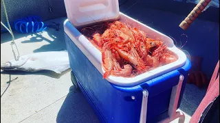 Prince of Wales Island: Shrimping for giant Spot Prawns in Southeast Alaska!!!