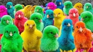 World Cute Chickens, Colorful Chickens, Rainbows Chickens, Cute Ducks, Rabbits,Cute Animals🐤🐤🦆