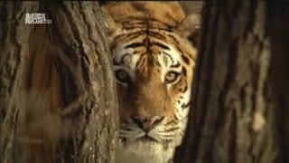 Амурского тигра выпустили на волю на Дальнем Востоке