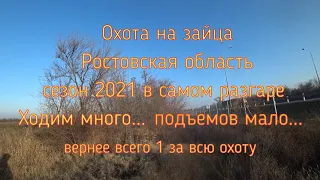 Охота на зайца/Ростовская область/Сезон 2021 в самом разгаре/Ходим много... подъемов мало...