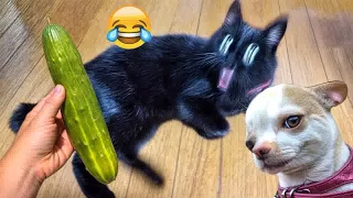 Funniest 2024😉Cats and 🥒 Cucumbers - Awesome Funny Pet Videos 😹🐕Part 6