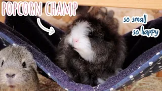 New Baby Guinea Pig Discovers Hammock & Popcorns