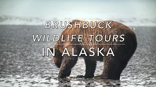 ALASKAN BROWN BEARS DIGGING FOR RAZOR CLAMS — Mesmerizing