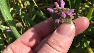 How to Identify and Use Purple Deadnettle.