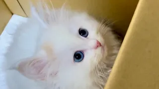 可愛すぎる子猫が家に着くなり暴れまくる！ / This cute kitten goes wild as soon as she arrives home!