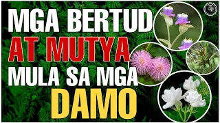 MGA BERTUD AT MUTYA BUHAT SA MGA HALAMANG DAMO |  MGA MUTYA NG KALIKASAN SA PILIPINAS | Bhes Tv